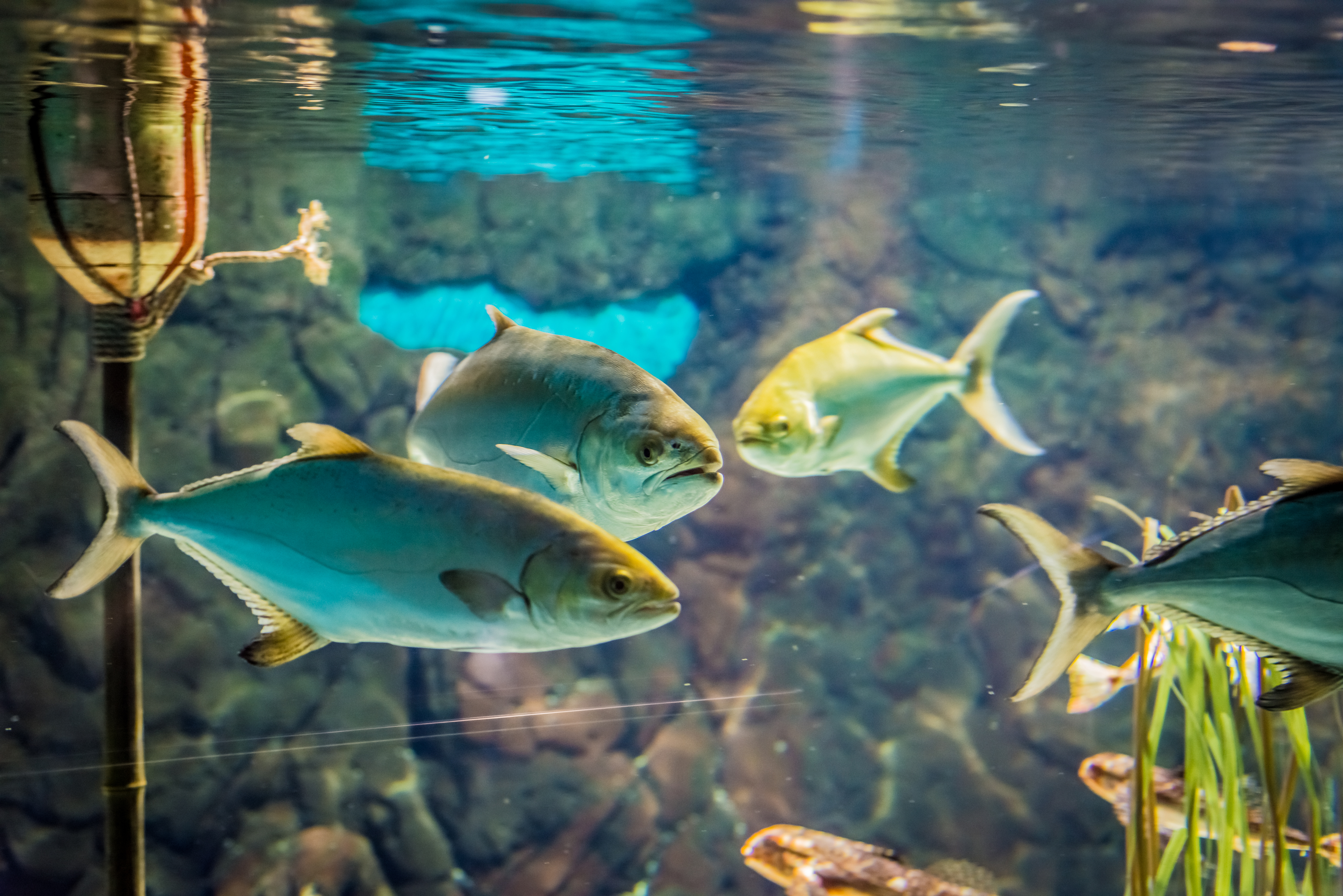 El acuario de Sevilla