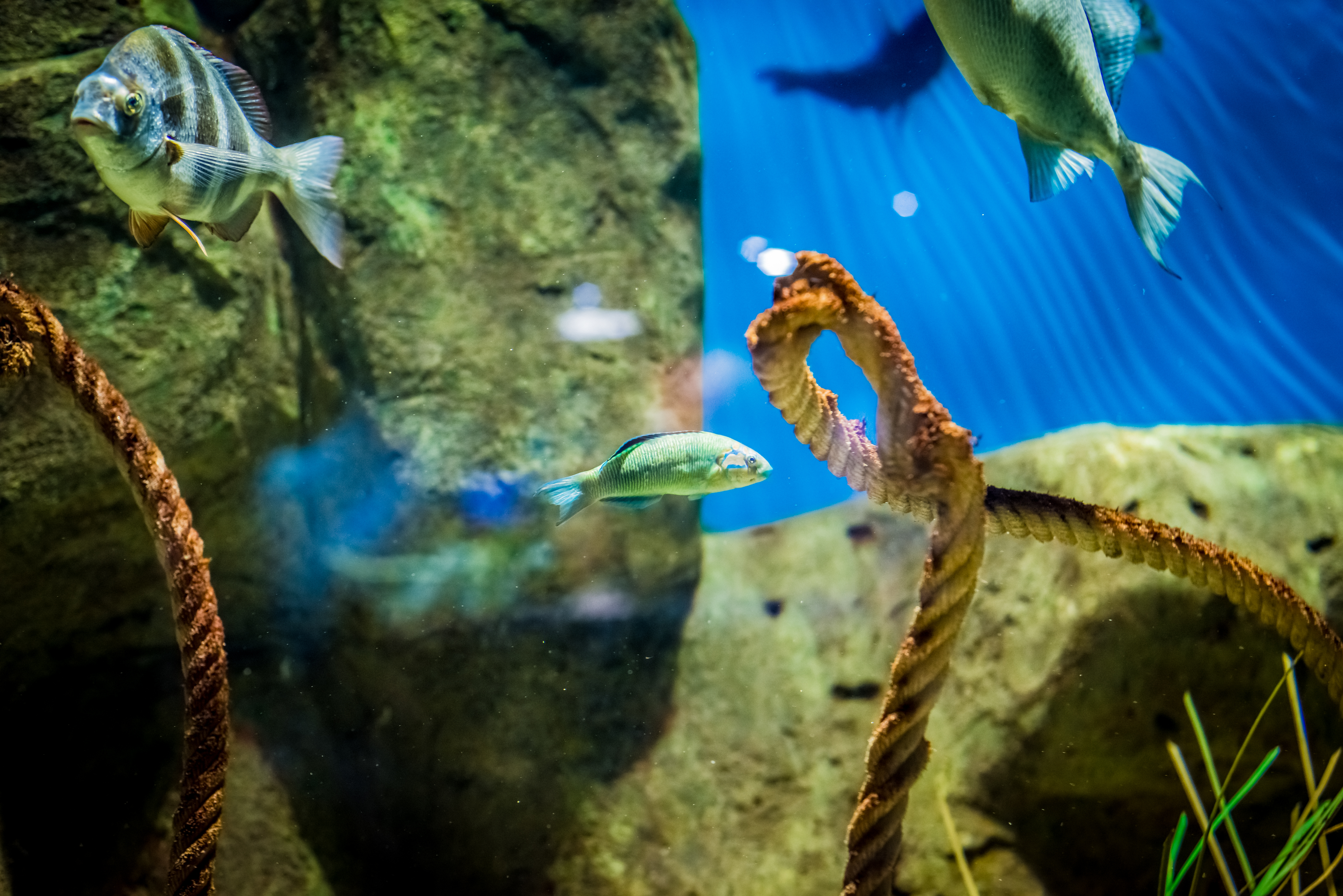 El acuario de Sevilla