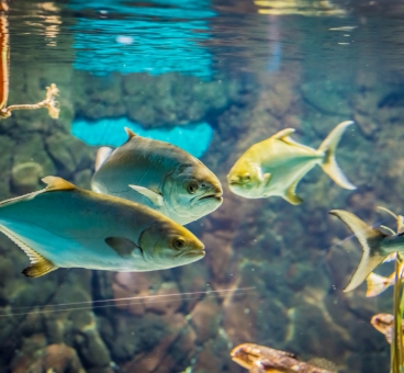 El acuario de Sevilla