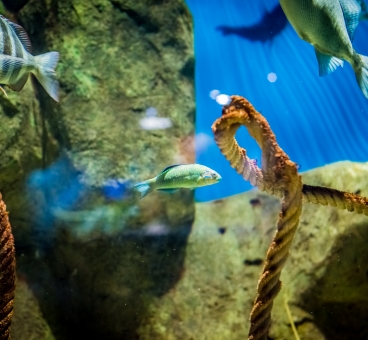 El acuario de Sevilla
